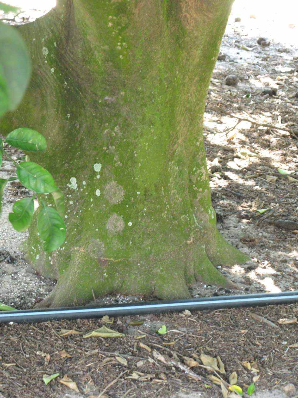              Bark (Winter Haven, FL)       